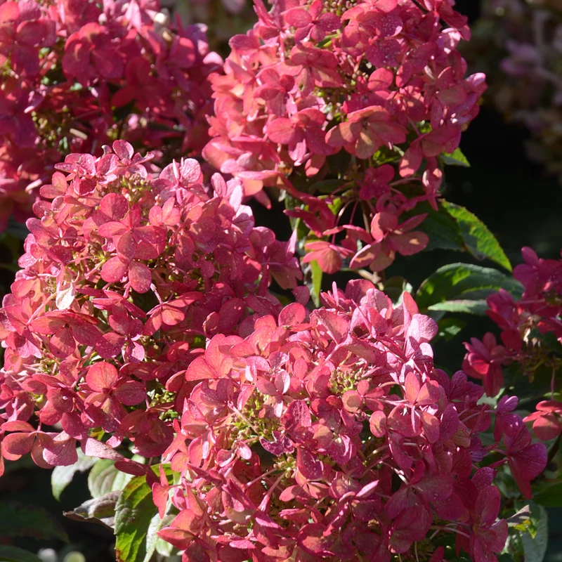 Hortensia paniculé PETITE® Star