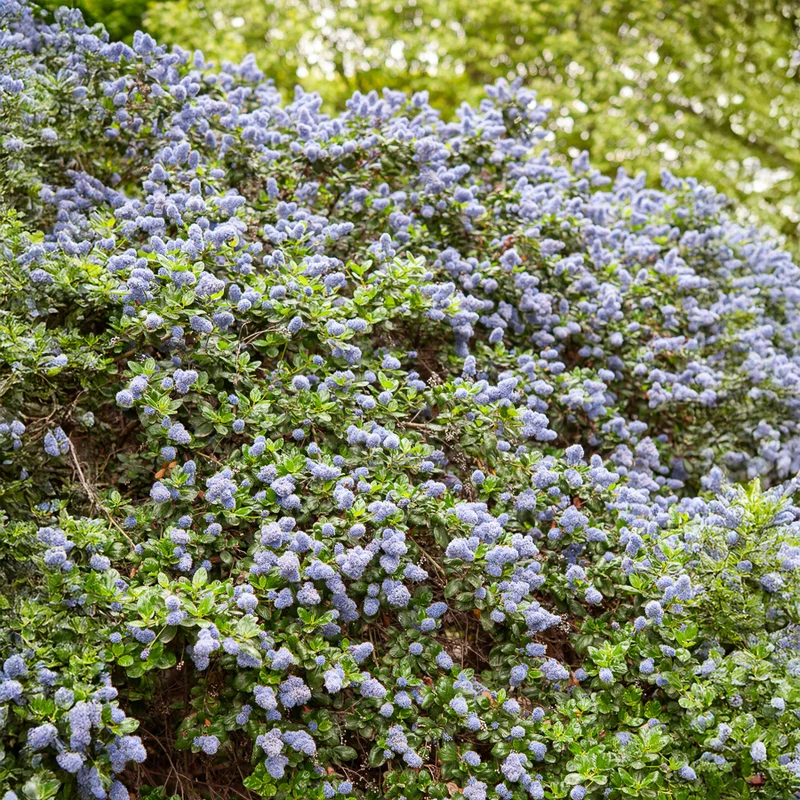 Céanothe Yankee point - Lilas de californie