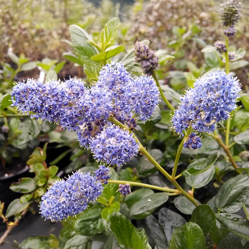 Céanothe Yankee point - Lilas de californie