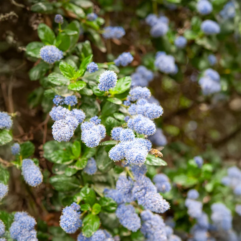 Céanothe Yankee point - Lilas de californie