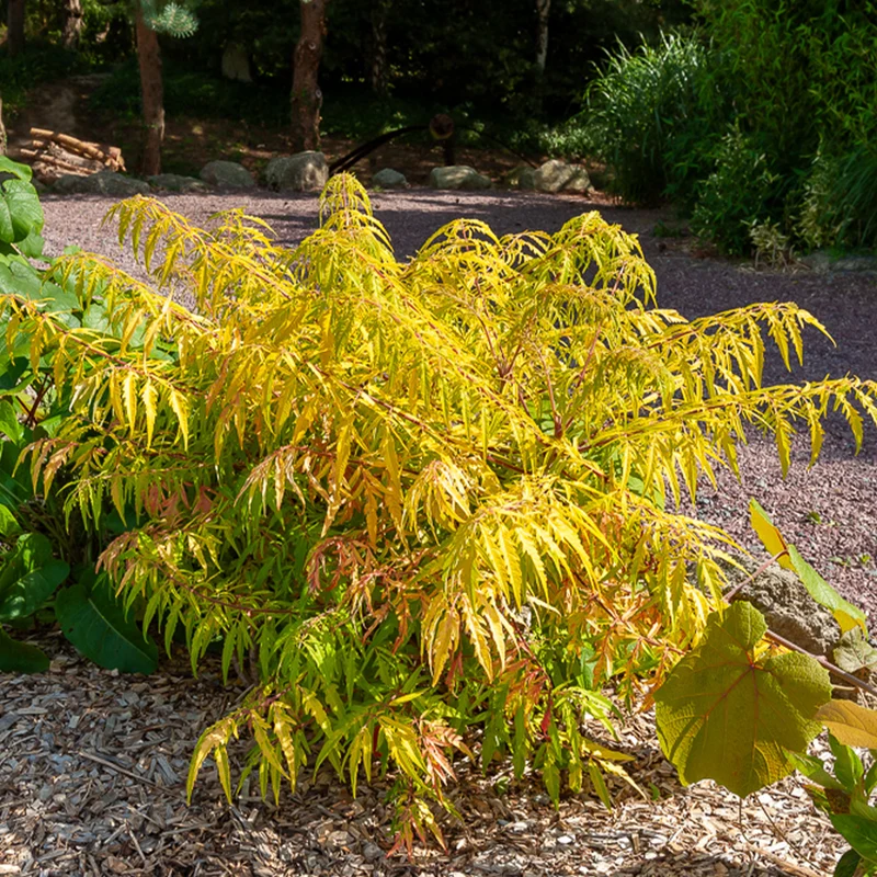 Sumac de Virginie Tiger Eyes