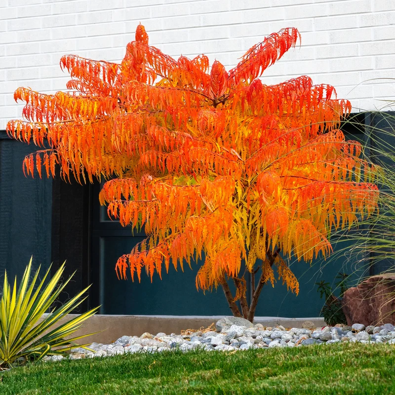 Sumac de Virginie Tiger Eyes