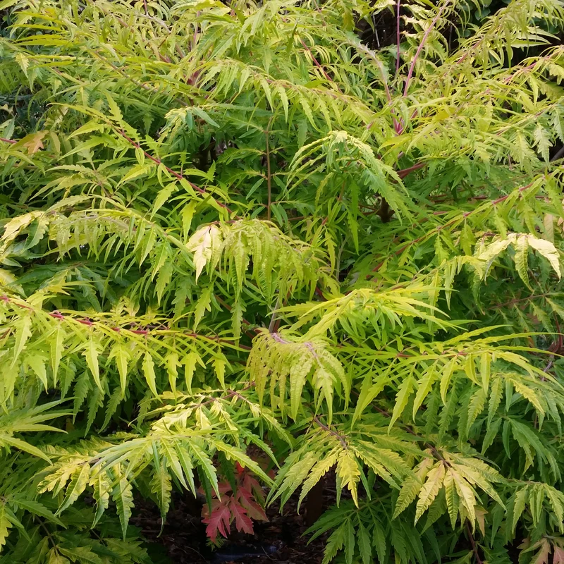 Sumac de Virginie Tiger Eyes