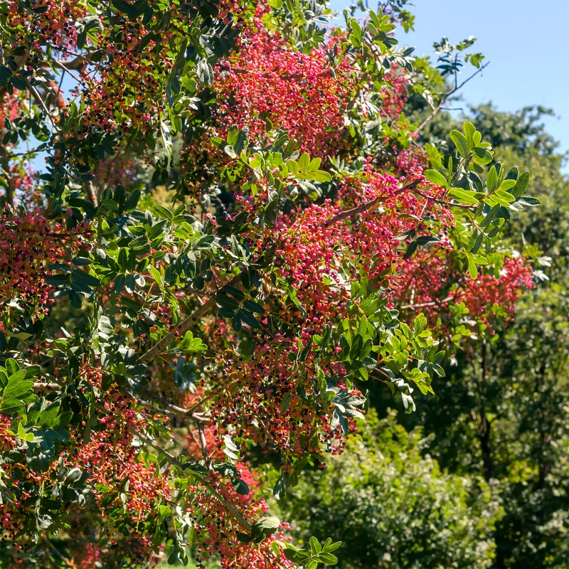 Pistachier térébinthe