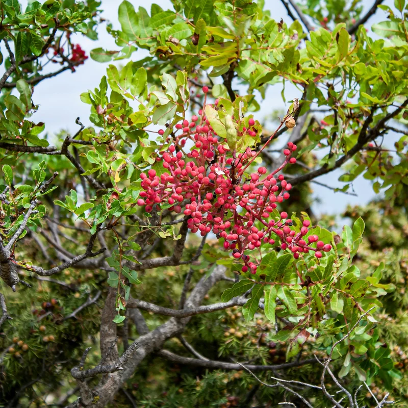 Pistachier térébinthe