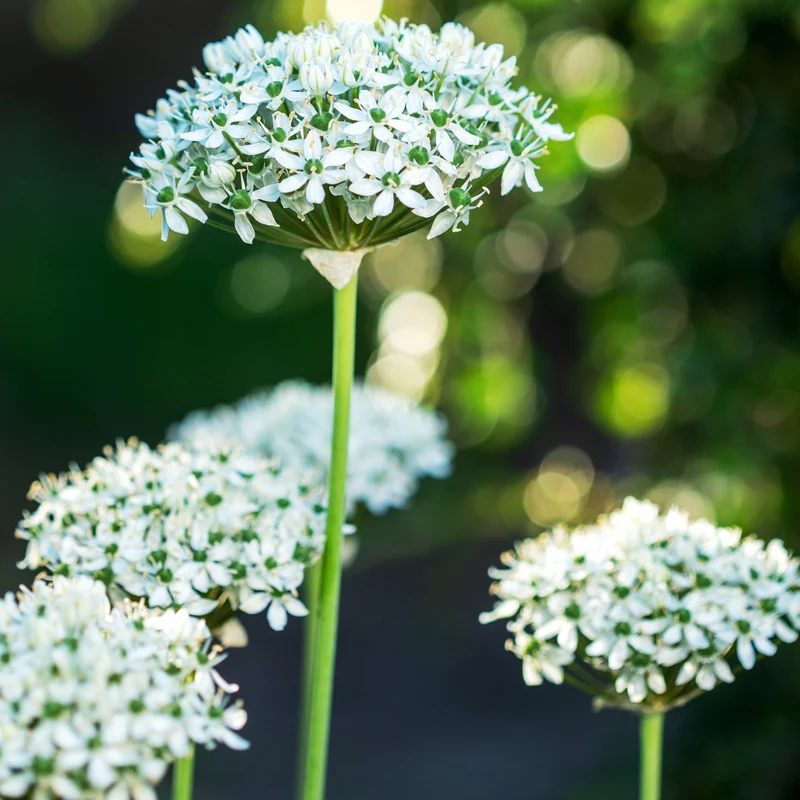 10 Alliums Nigrum