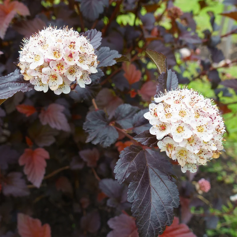 Physocarpe Red Baron