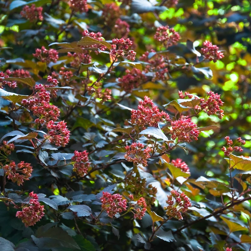 Physocarpe Red Baron
