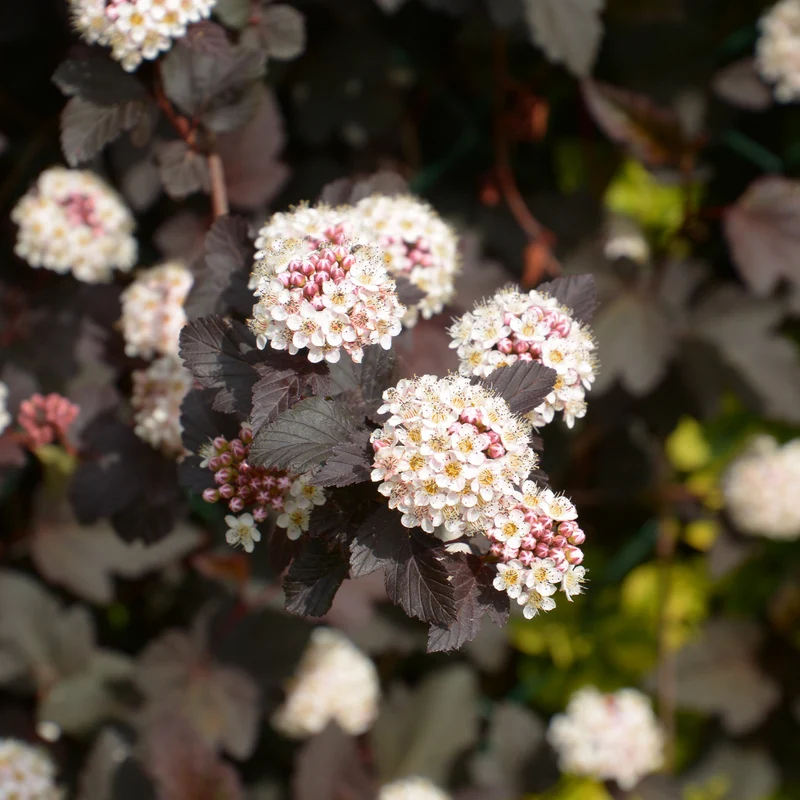 Physocarpe Red Baron