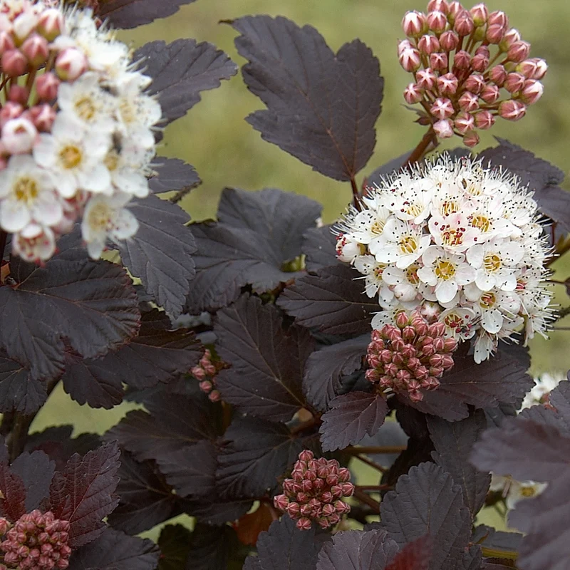 Physocarpe Red Baron