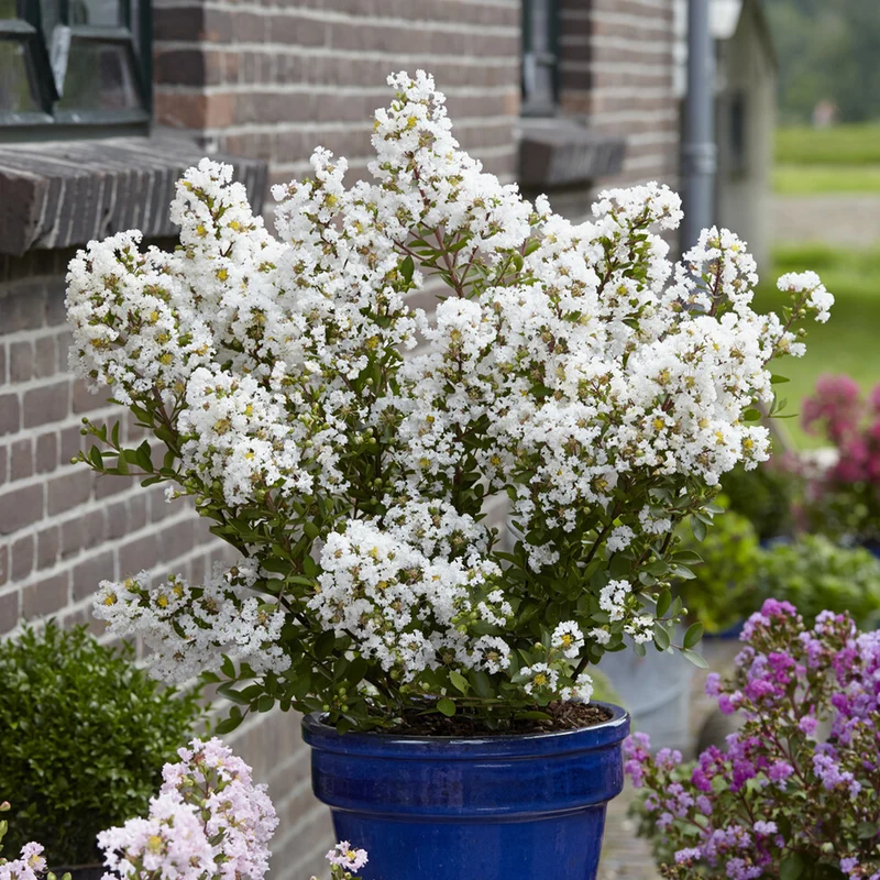 Lilas des Indes With Love® Virgin