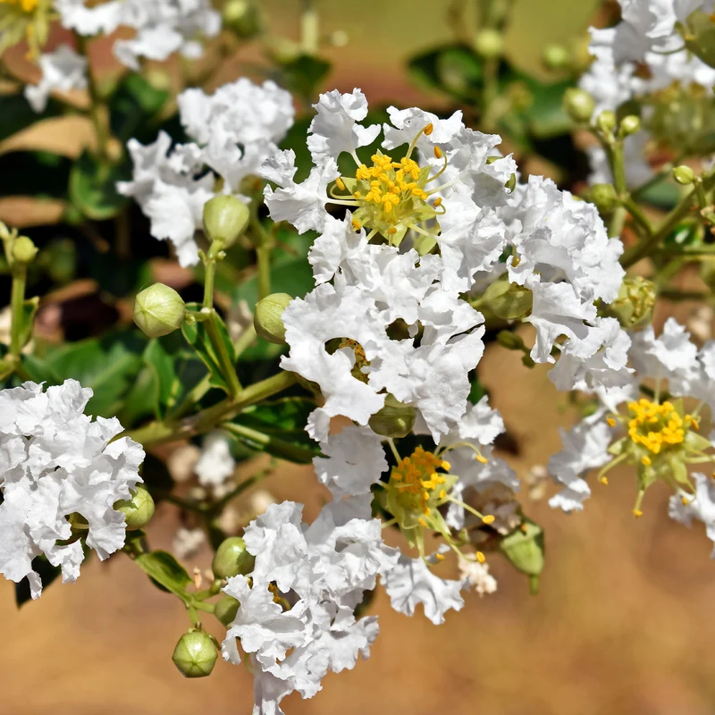 Lilas des Indes With Love® Virgin