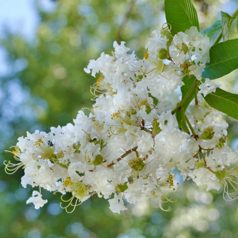 Lilas des indes Natchez
