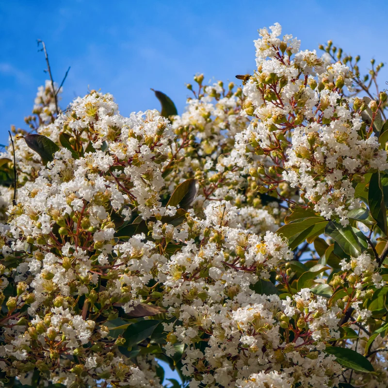 Lilas des indes Natchez
