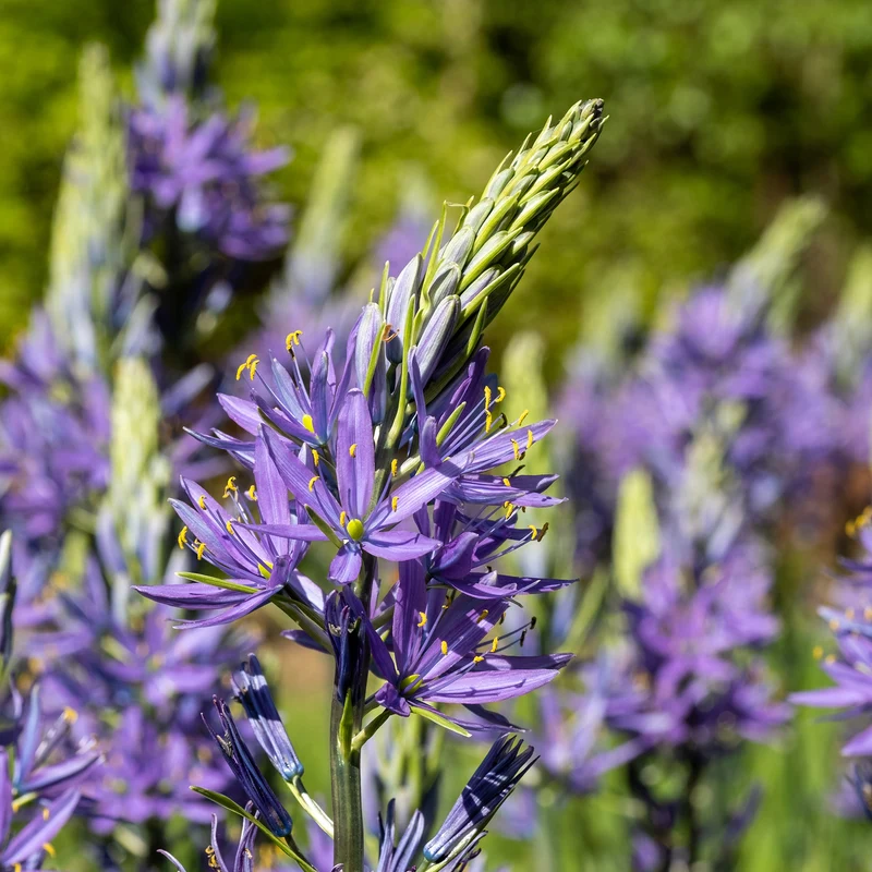 5 Camassias bleus