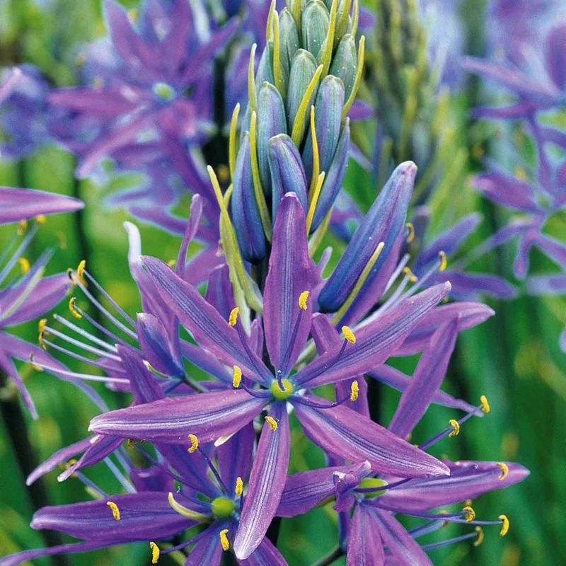 5 Camassias bleus