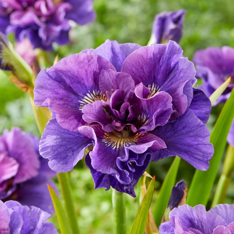 Iris de Sibérie Concord Crush