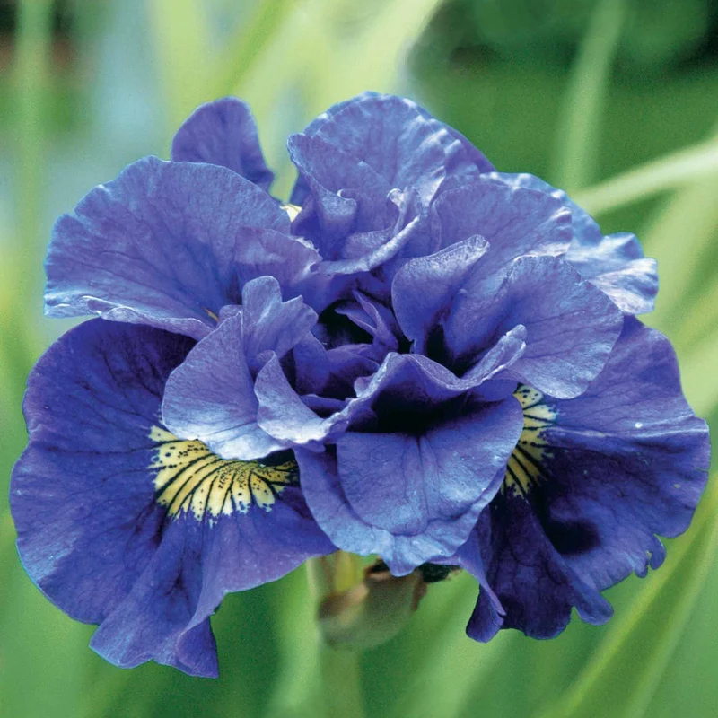 Iris de Sibérie Concord Crush