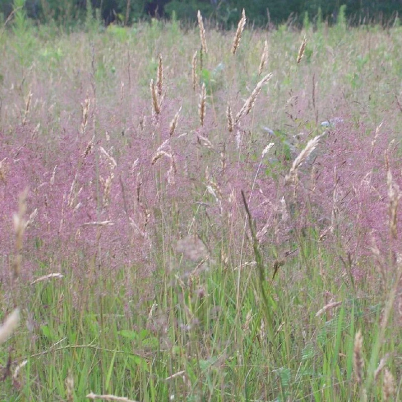 Herbe d'amour