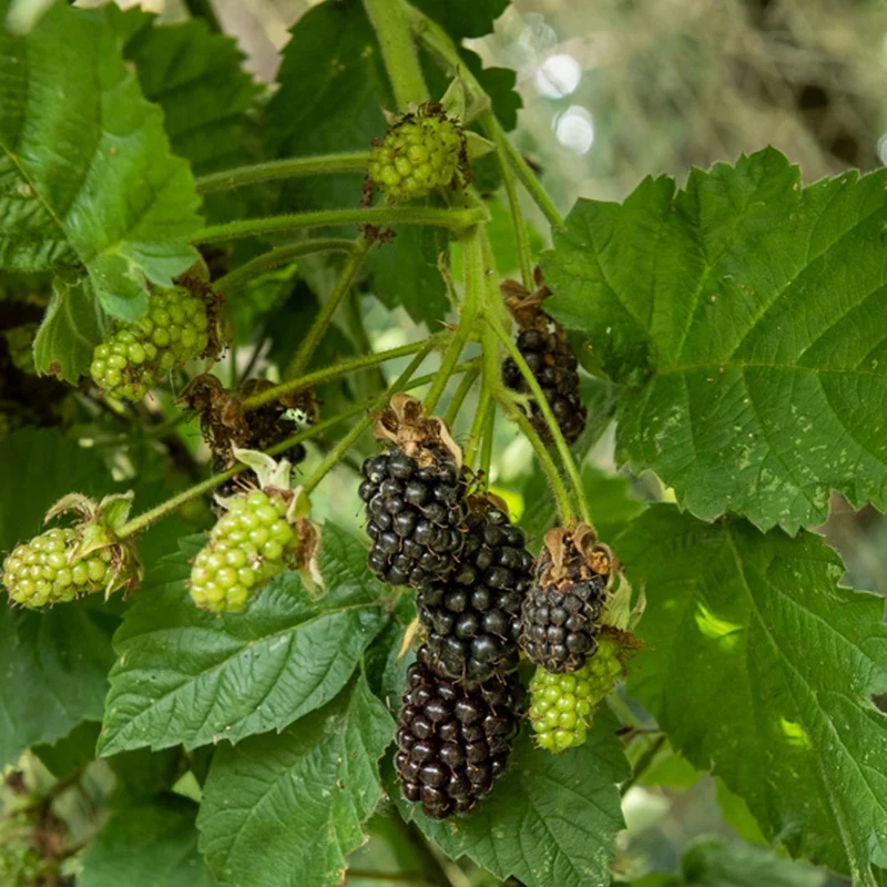 Mûrier Thornfree