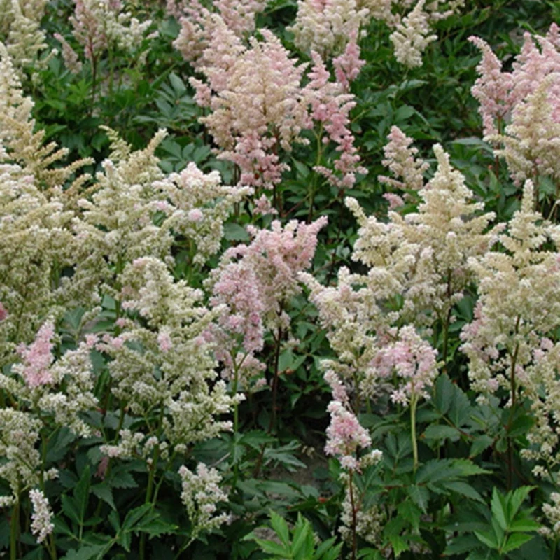Astilbe japonica Peach Blossom