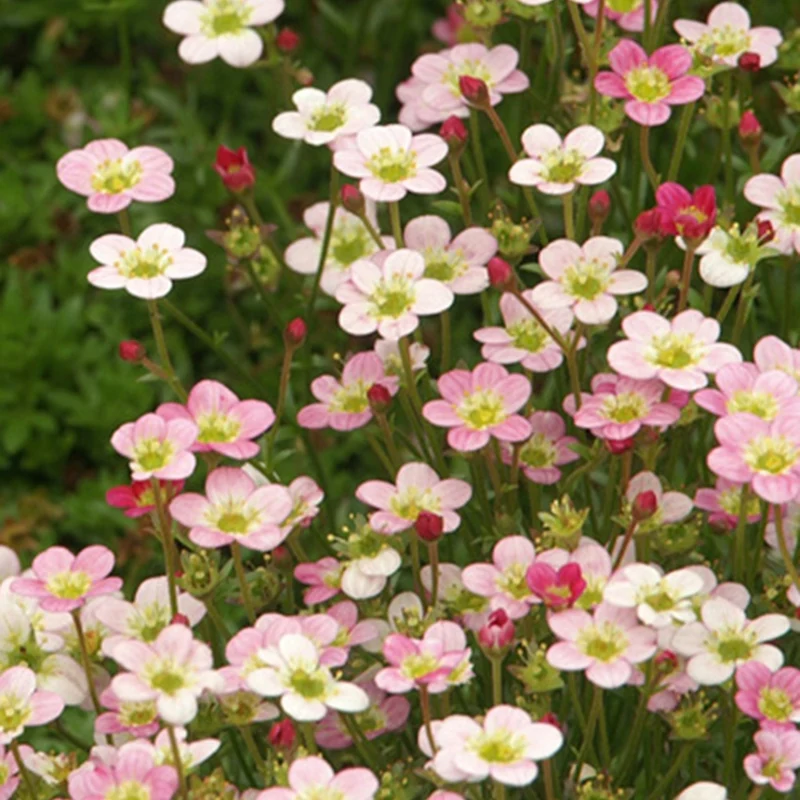 Saxifrage Ware's Crimson
