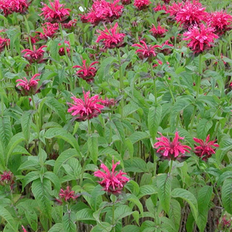 Monarde Mahogany