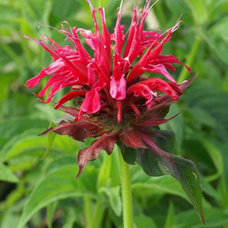 Monarde Mahogany