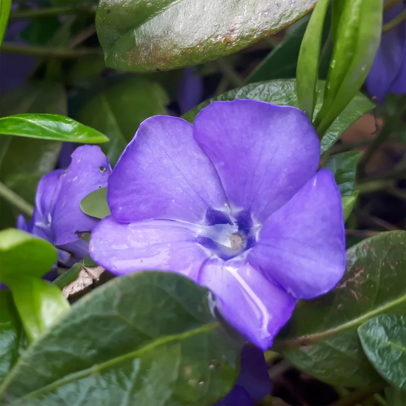 Petite pervenche Flower Power