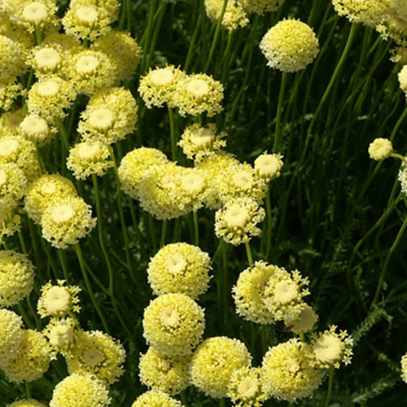 Santoline chamaecyparissus lindavica
