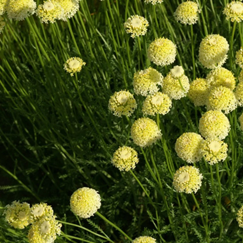 Santoline chamaecyparissus lindavica