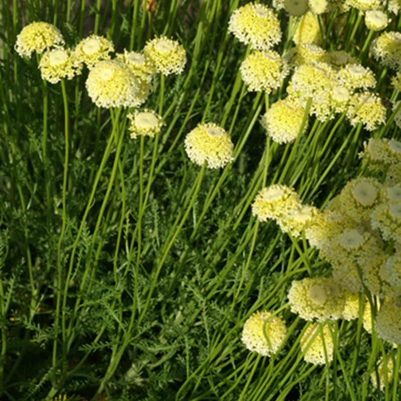 Santoline chamaecyparissus lindavica