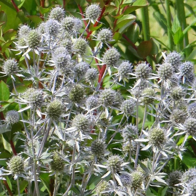 Panicaut à feuilles planes