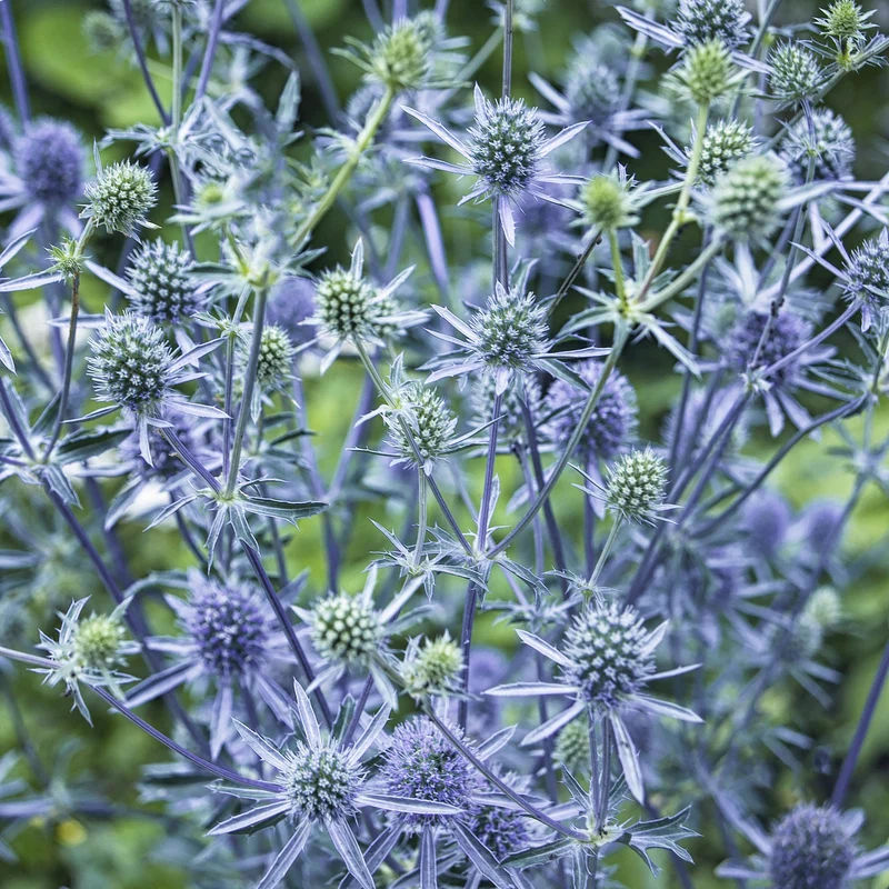 Panicaut à feuilles planes