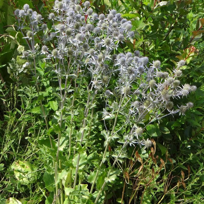 Panicaut à feuilles planes
