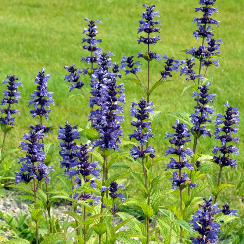 Nepeta kubanica