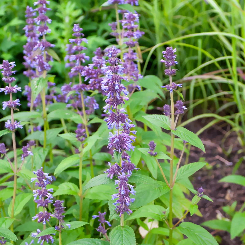 Nepeta kubanica