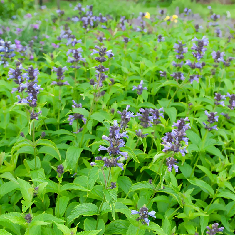 Nepeta kubanica