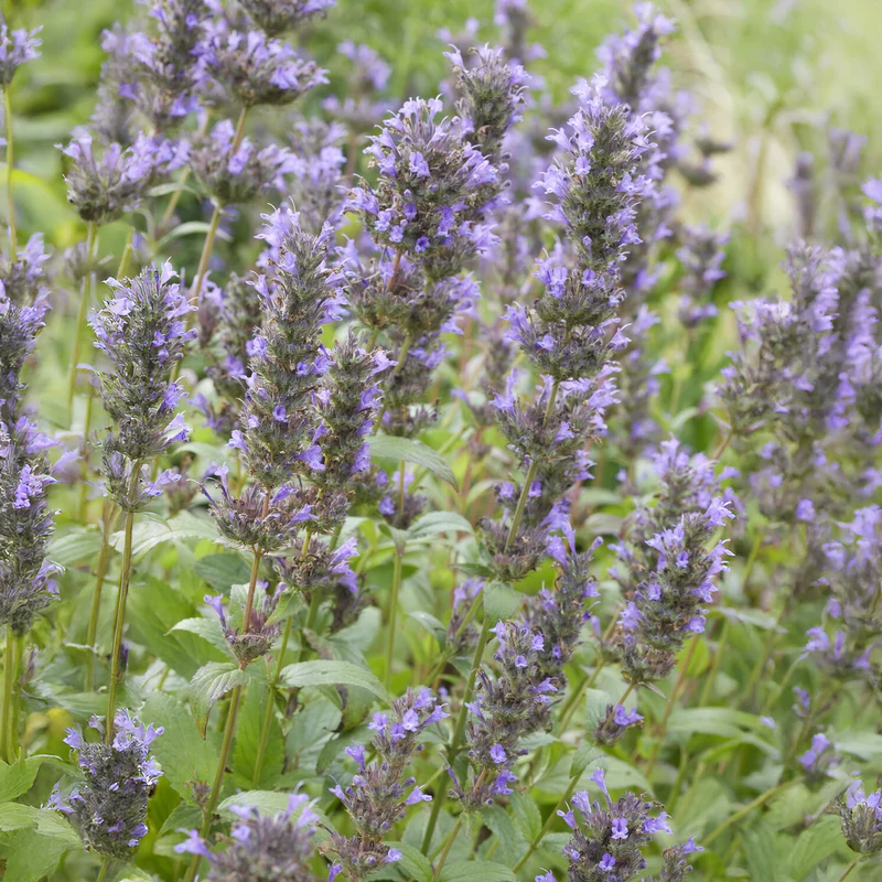 Nepeta kubanica
