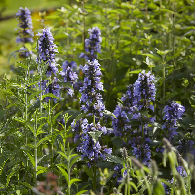Nepeta kubanica