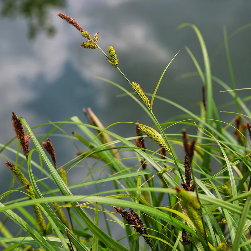 Laîche des rives - Carex