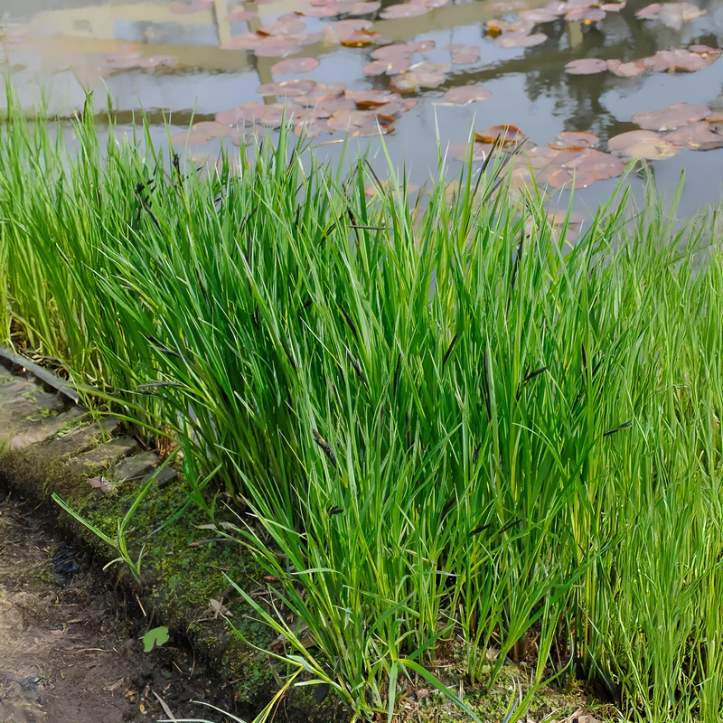 Laîche des rives - Carex