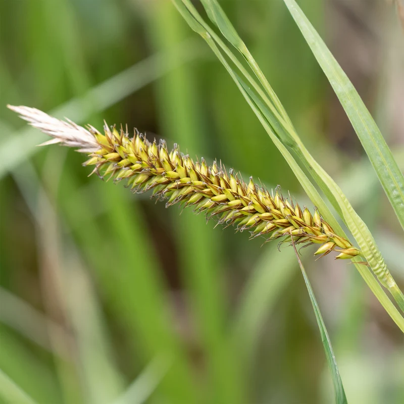 Laîche des rives - Carex
