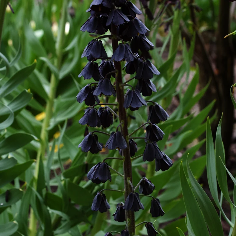 Fritillaire de Perse