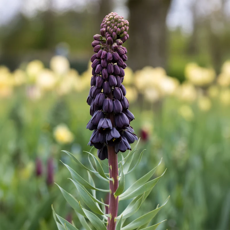 Fritillaire de Perse