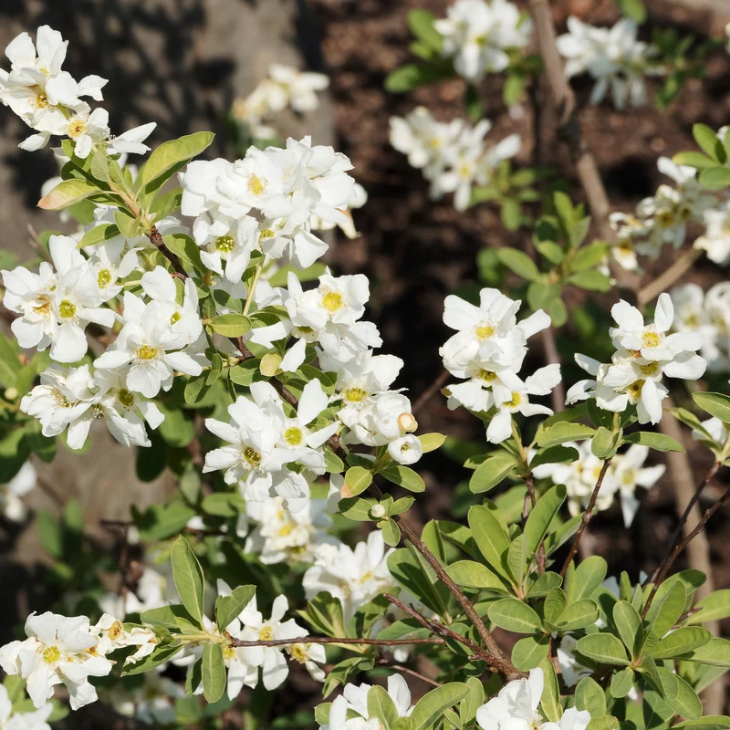 Exochorda macrantha The Bride