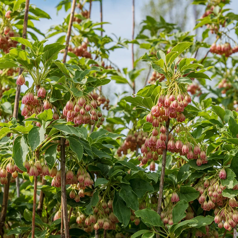 Andromède campanulée