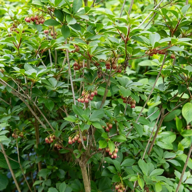 Andromède campanulée