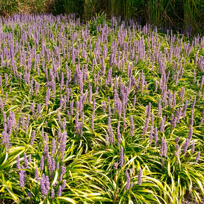 Liriope muscari Gold Banded