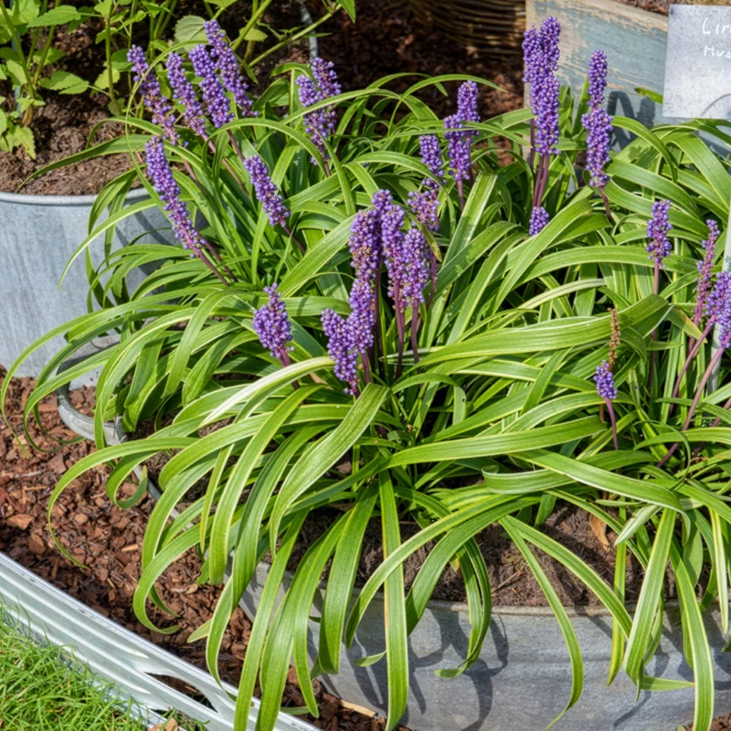 Liriope muscari Gold Banded